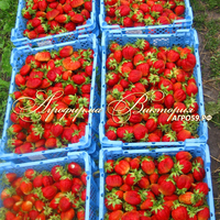 Клубника ПЕРВОКЛАССНИЦА (КРУПНОМЕР! ОГРОМНЫЙ КУСТ, УРОЖАЙ В ГОД ПОСАДКИ) Клубника ПЕРВОКЛАССНИЦА (КРУПНОМЕР! ОГРОМНЫЙ КУСТ, УРОЖАЙ В ГОД ПОСАДКИ)